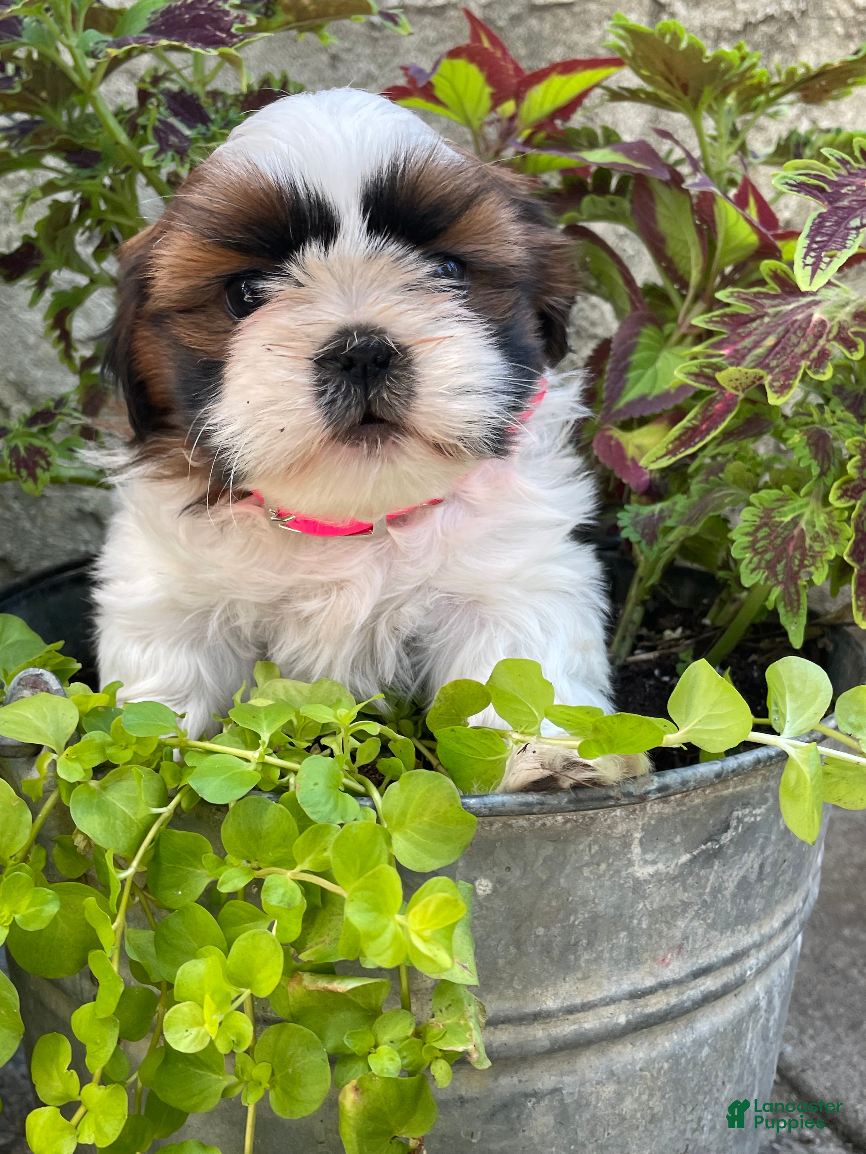 Shih Tzu dogs Lulu - Ad 39