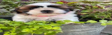 Lulu