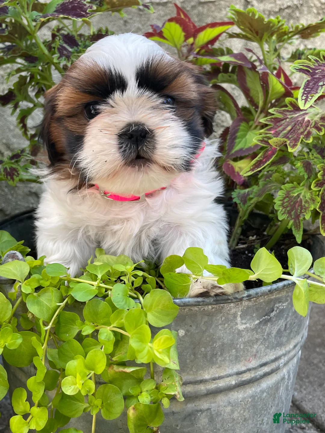 Shih Tzu dogs for sale: Lulu - Ad 1