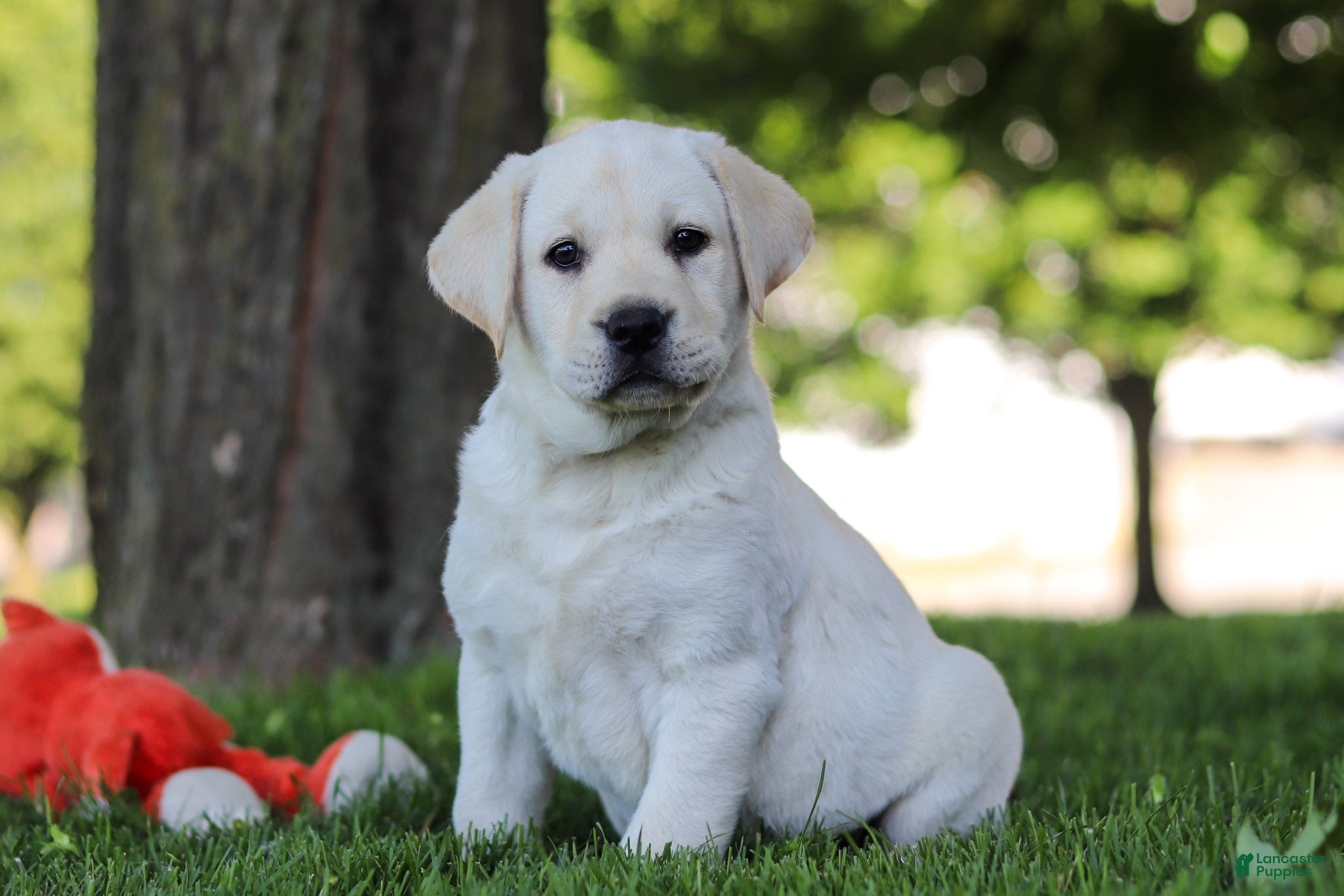 Labrador Retriever dogs for sale: Billy - Ad 4