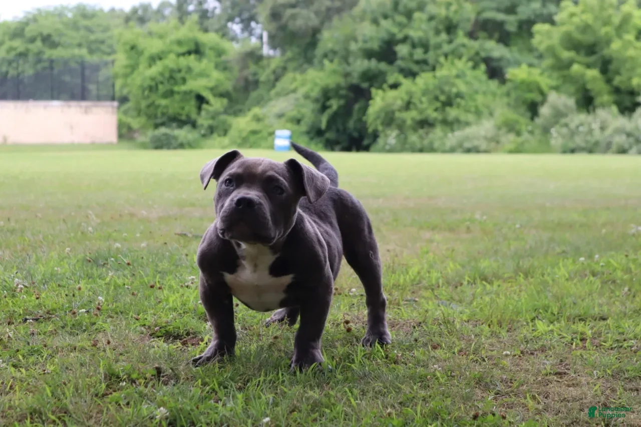 American Bully dogs Buju - Ad 1