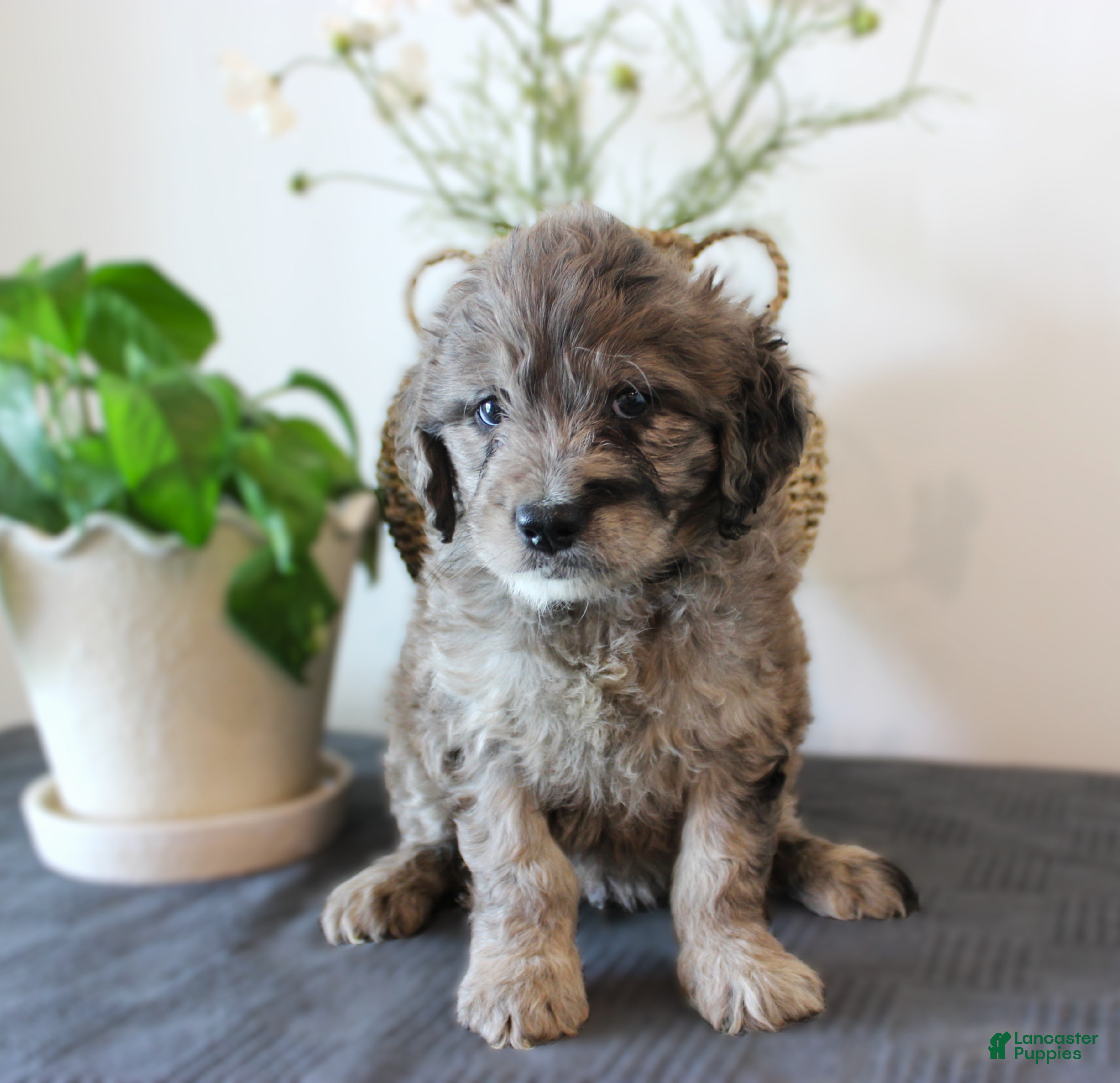 Mini Goldendoodle dogs Gus - Ad 2