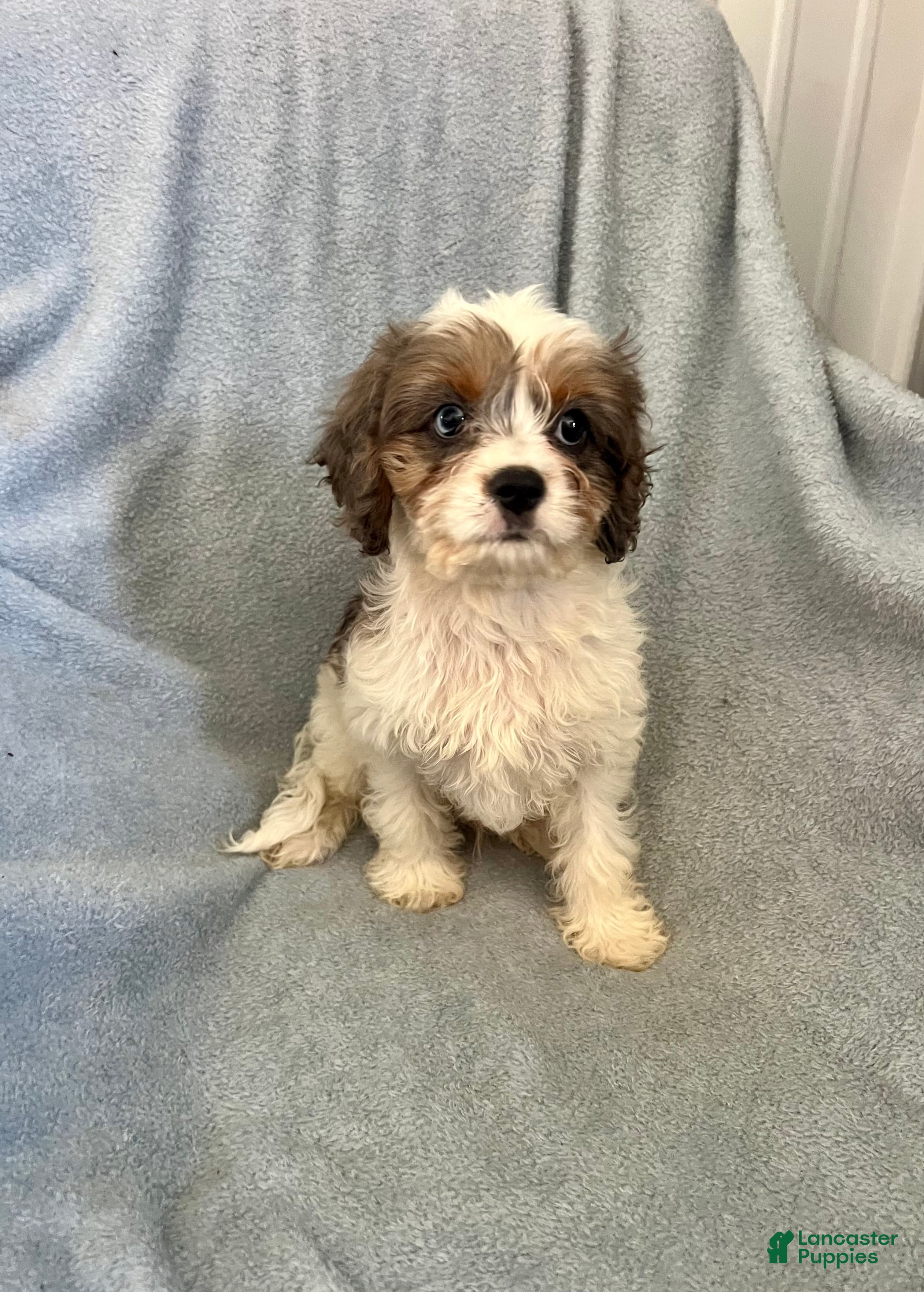 Cavapoo dogs for sale: Poppy Ray-Boy-Cavapoo  - Ad 2