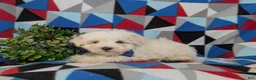 Maltese dogs for sale: Hale 7 lbs Full Grown - Ad 6