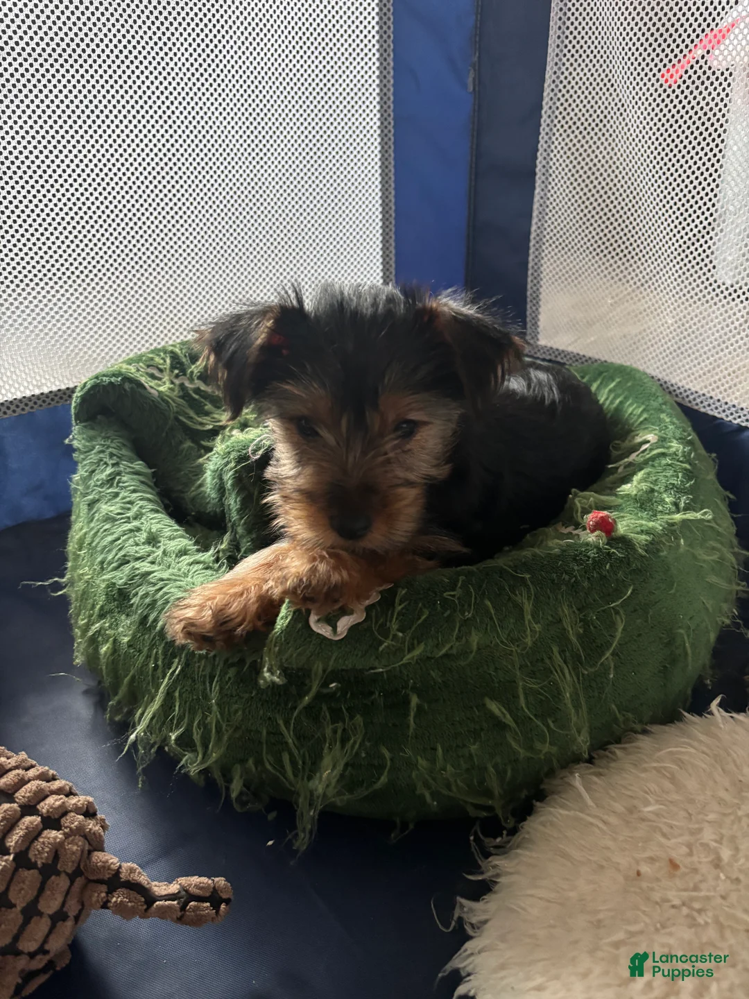 Yorkshire Terrier dogs for sale: Yorkshire Terrier blue - Ad 3