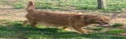 Golden Retriever dogs for sale: Lacy - Ad 4