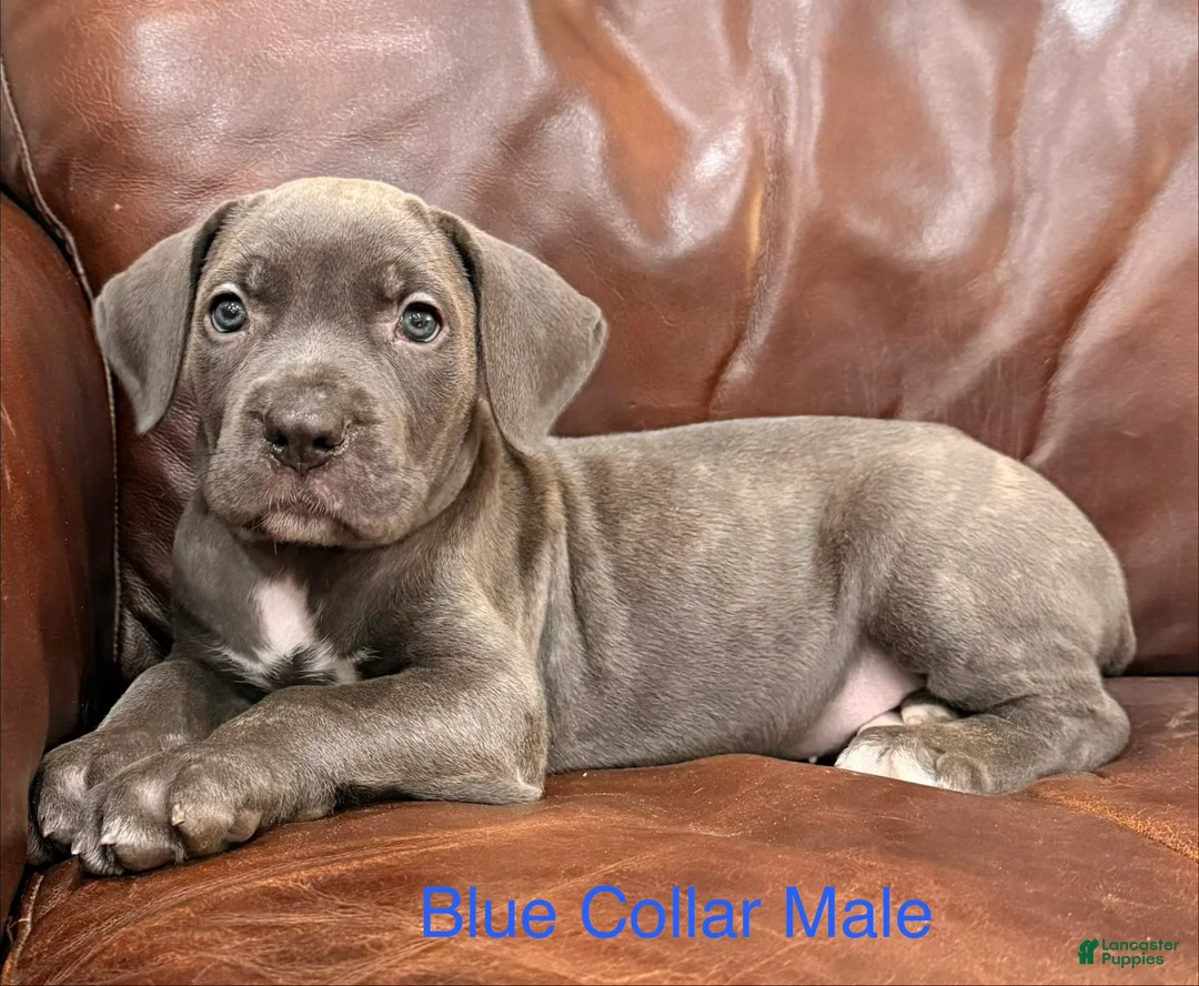 Cane Corso dogs for sale: Cane Corso M Puppy Blue Collar - Ad 3