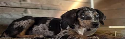 Catahoula Leopard Dog dogs for sale: Tigger 2026 Male 1 - Ad 10