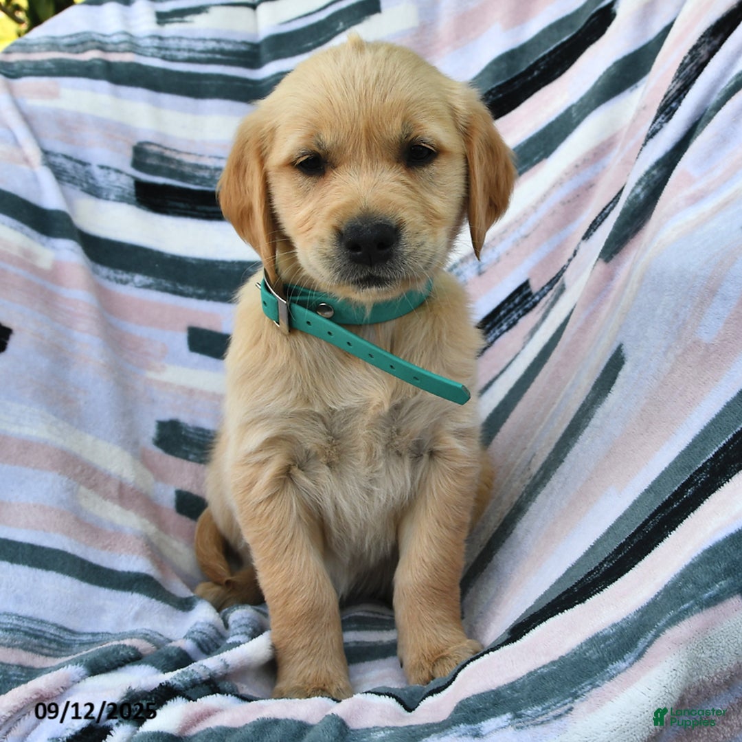 Pet Best Big Dog Breeds For First Time Owners Golden Retriever Big