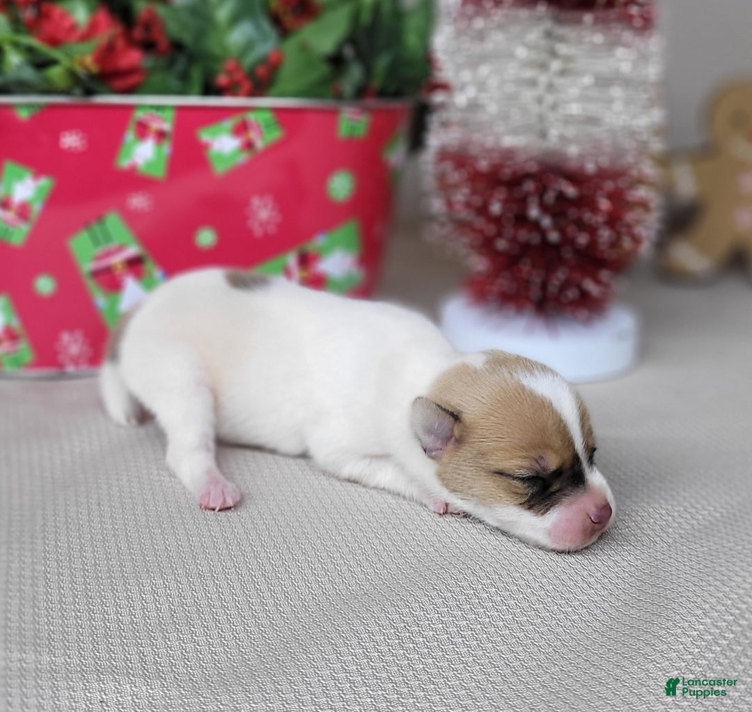 Jack Russell Terrier dogs for sale: Westfork's TESSA - Ad 4