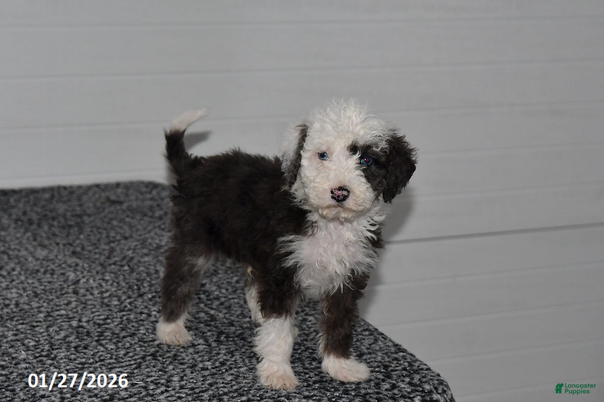 Mini Sheepadoodle dogs for sale: Frosty - Ad 3