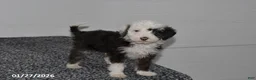Mini Sheepadoodle dogs for sale: Frosty - Ad 1