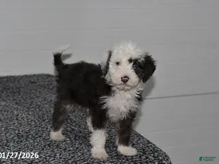 Mini Sheepadoodle dogs for sale: Frosty - Ad 3