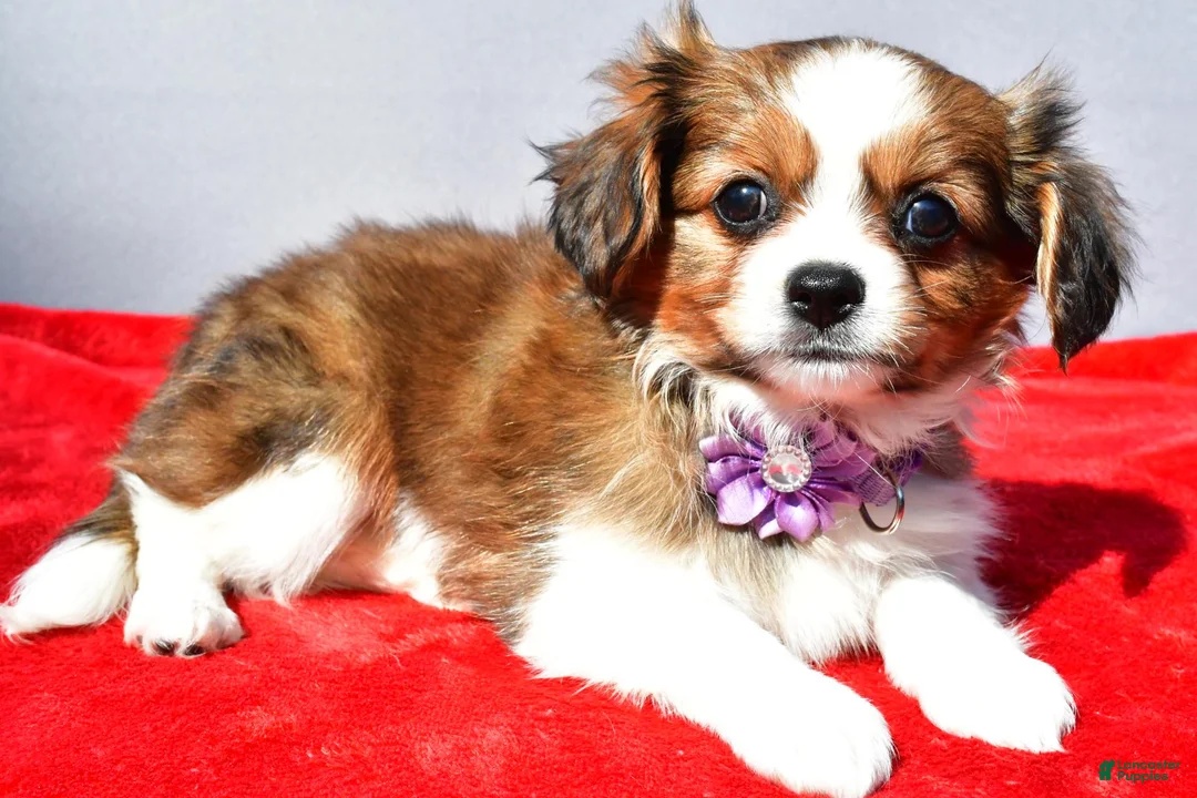 Mixed Breed dogs for sale: Sierra - Ad 1