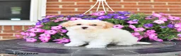 Maltipoo dogs for sale: Suni - Ad 10