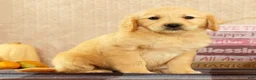 Golden Retriever dogs for sale: Janet - Ad 7
