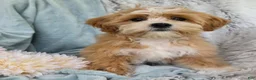 Shihpoo dogs for sale: Hudson - Ad 7