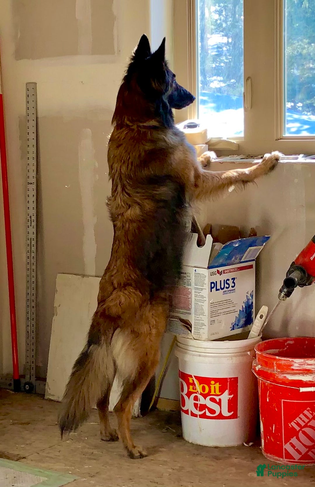 Belgian Tervuren dogs for sale: Belgian Tervuren Puppy 2 - Ad 5