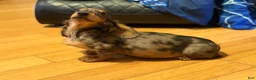 Miniature Dachshund dogs for sale: AKC Russian- Pra clear sale - Ad 6