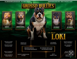 CalKola’s Loki
