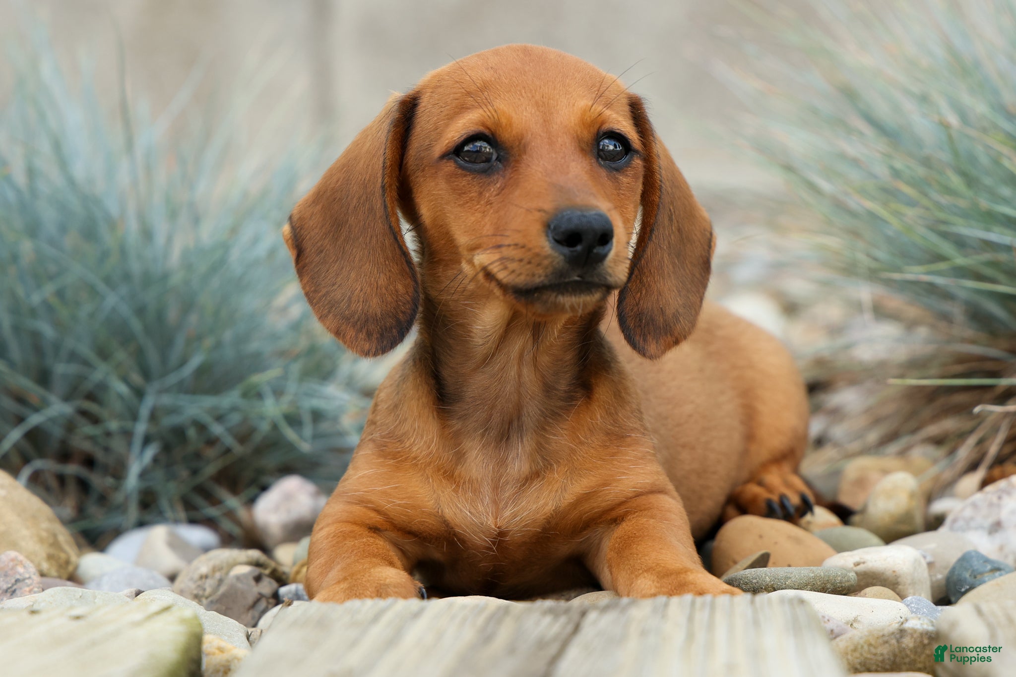 Miniature Dachshund dogs Sasha 🩷 - Ad 1