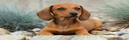 Miniature Dachshund dogs for sale: Sasha 🩷 - Ad 1