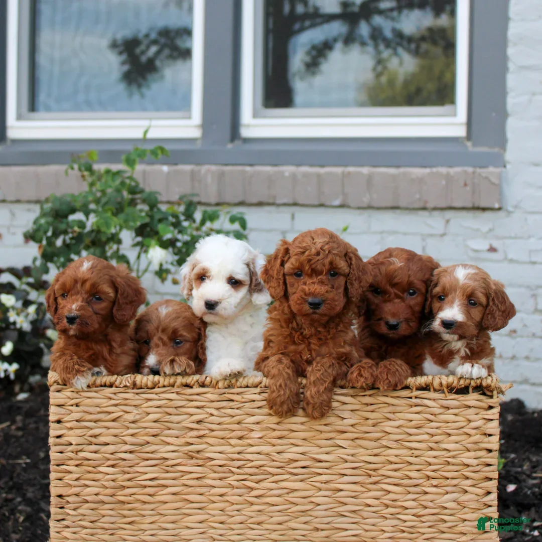 Mini Goldendoodle dogs for sale: Heather  - Ad 5