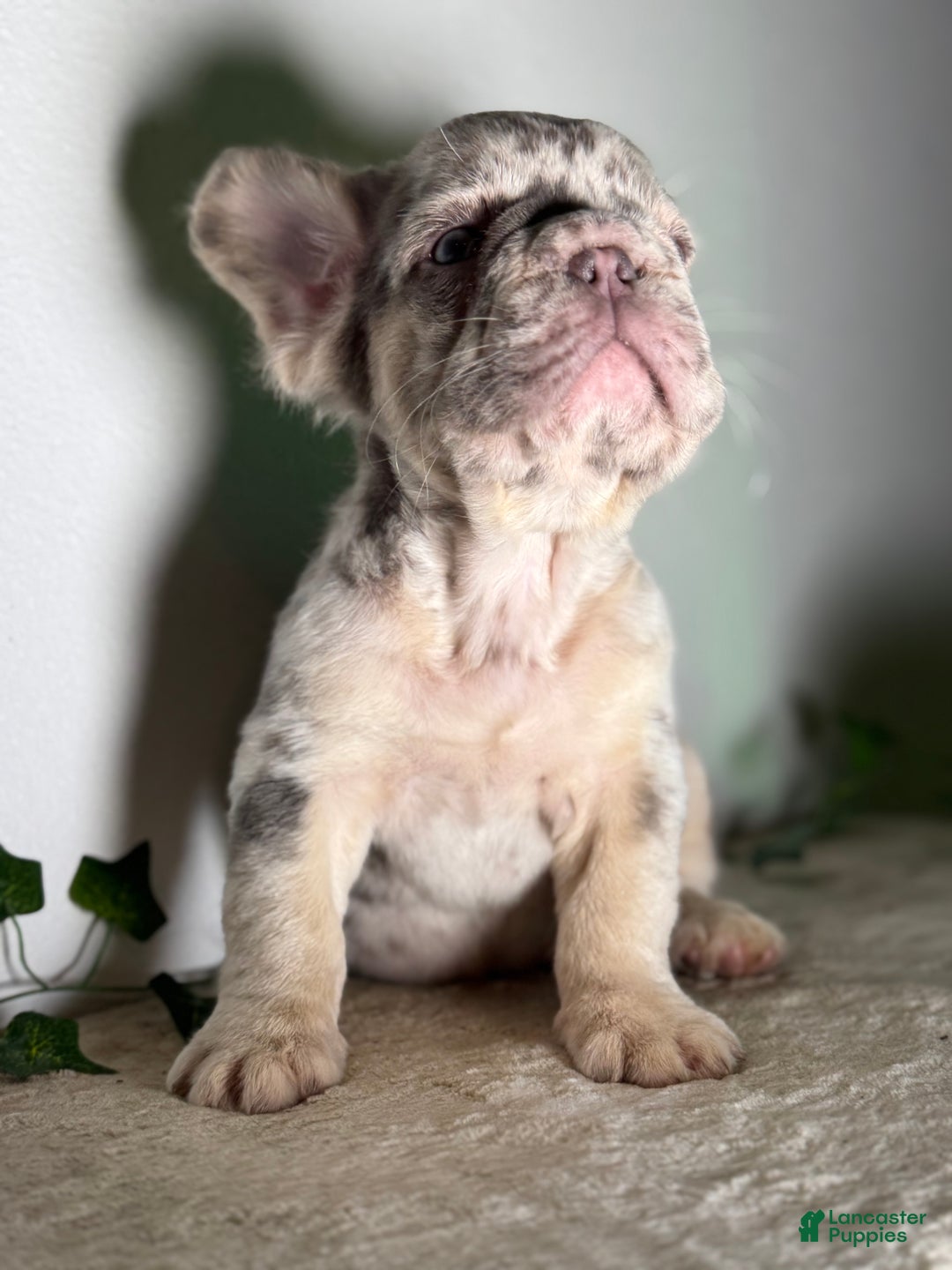 French Bulldog dogs for sale: Big Rope Lilac tan Merle Fluffy Male  - Ad 2