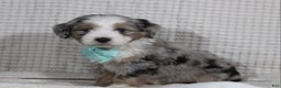 Mini Aussiedoodle dogs for sale: Kojack  - Ad 4