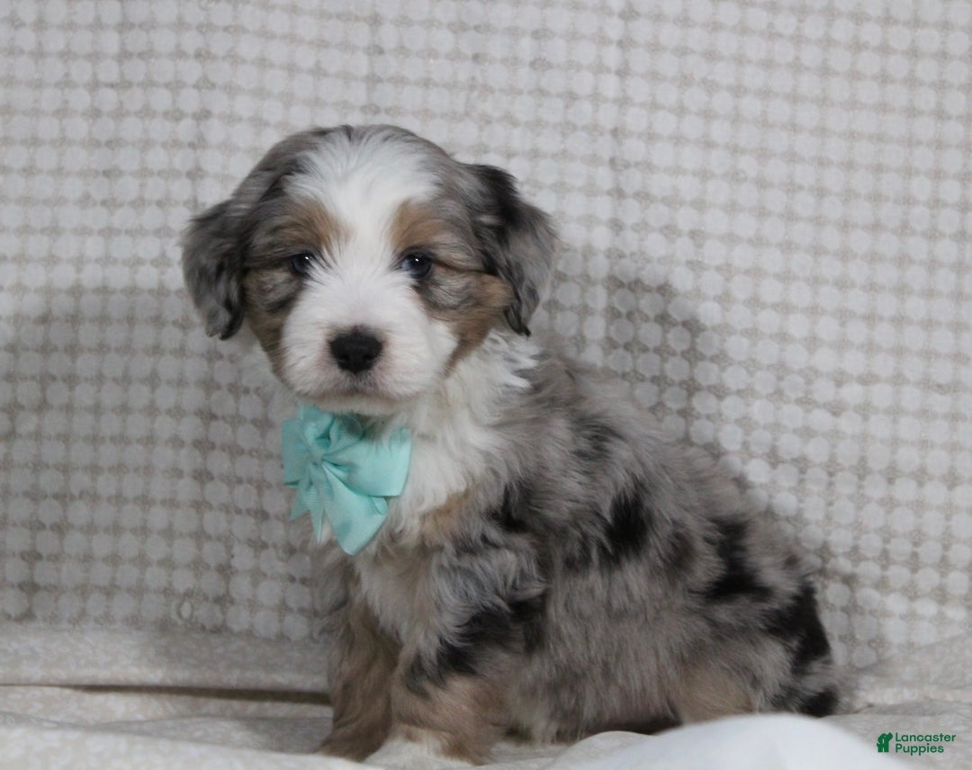 Mini Aussiedoodle dogs for sale: Kojack  - Ad 4