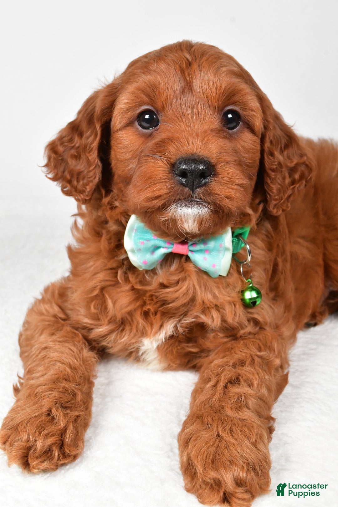 Cavapoo dogs for sale: Titus - Ad 7
