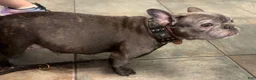 French Bulldog dogs for sale: Laila lilac & fawn - Ad 7