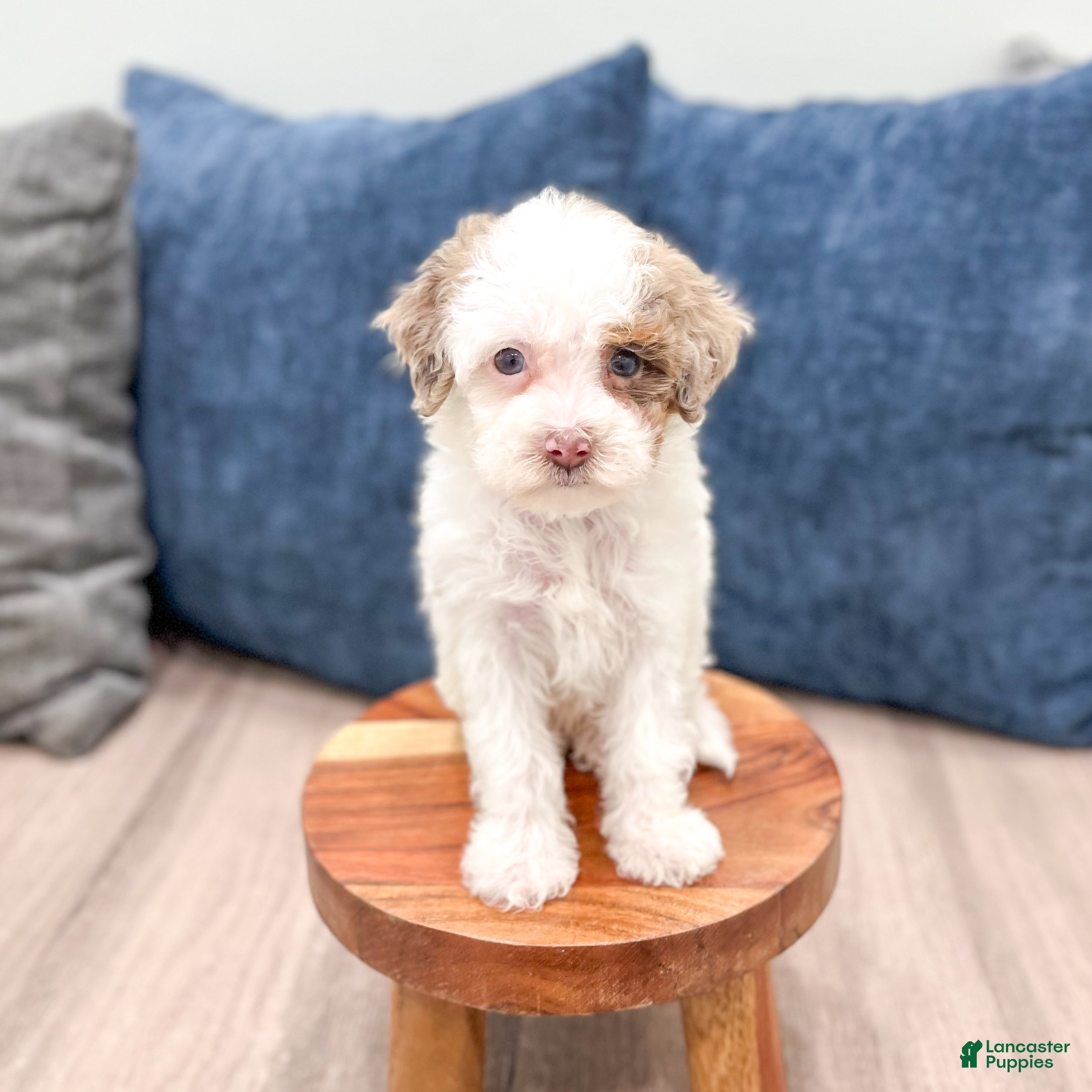 Miniature Poodle dogs Jasmine - Ad 2