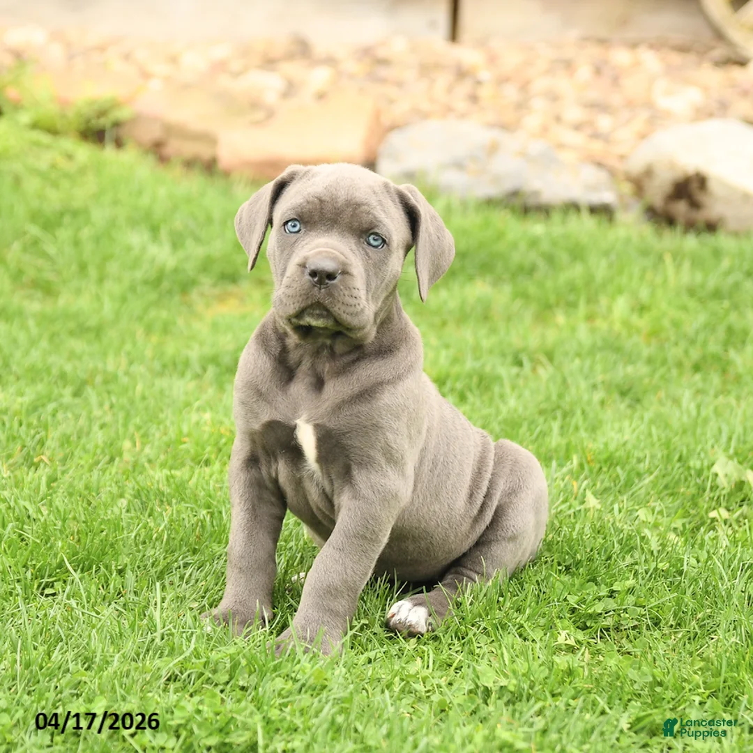 Cane Corso dogs for sale: Sapphire - Ad 2