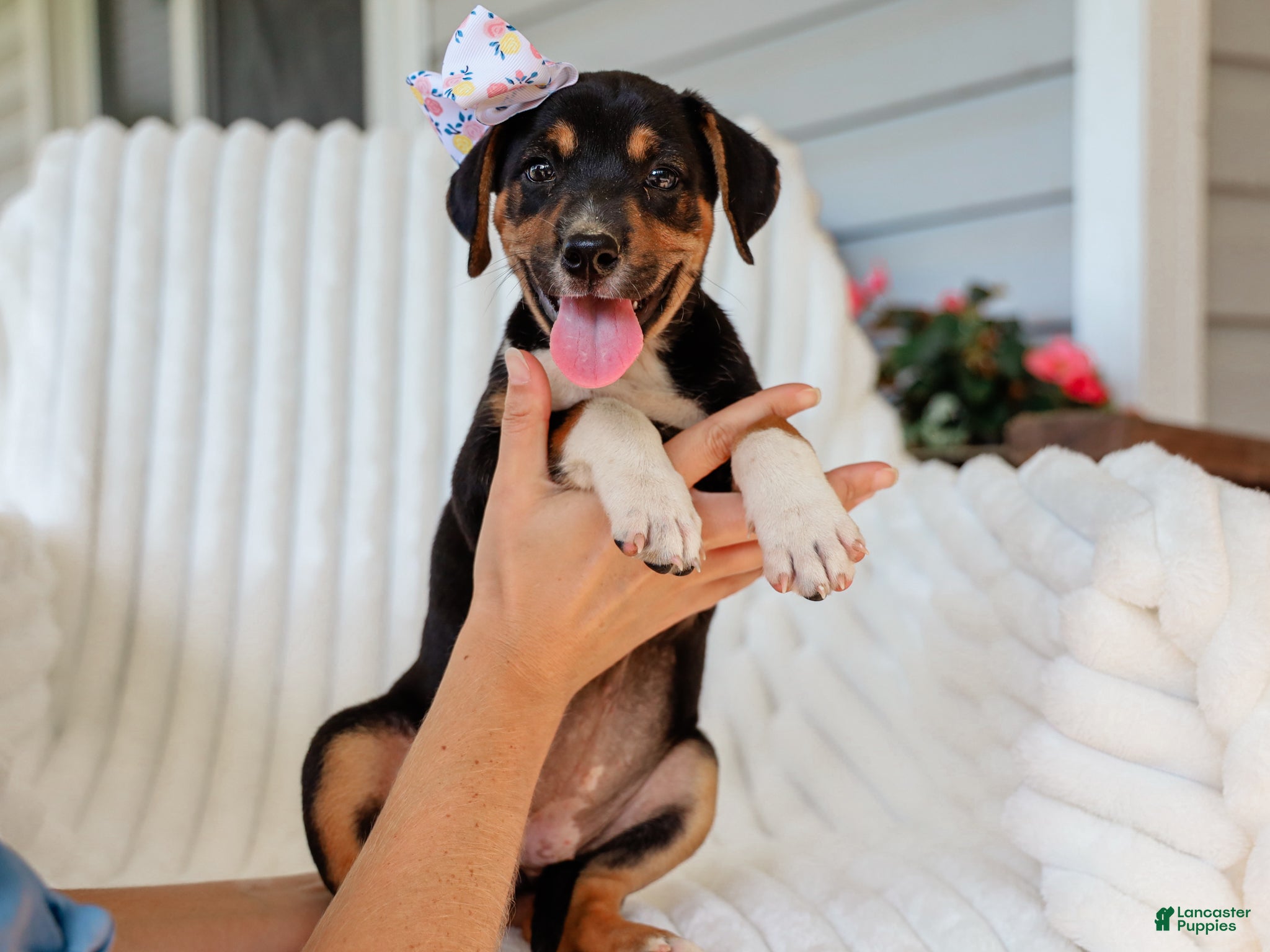 Mixed Breed dogs Annabelle Beagle Mix Pup - Ad 1