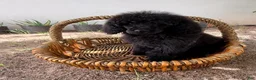 Standard Poodle dogs for sale: Luna - Ad 19