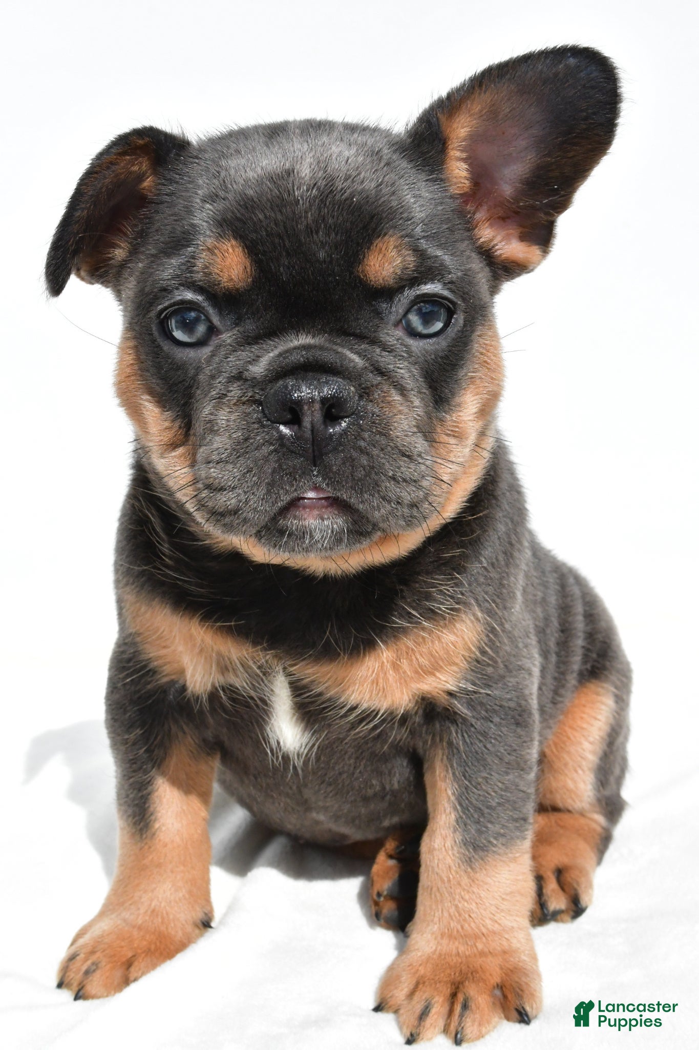 French Bulldog dogs Zora  - Ad 1