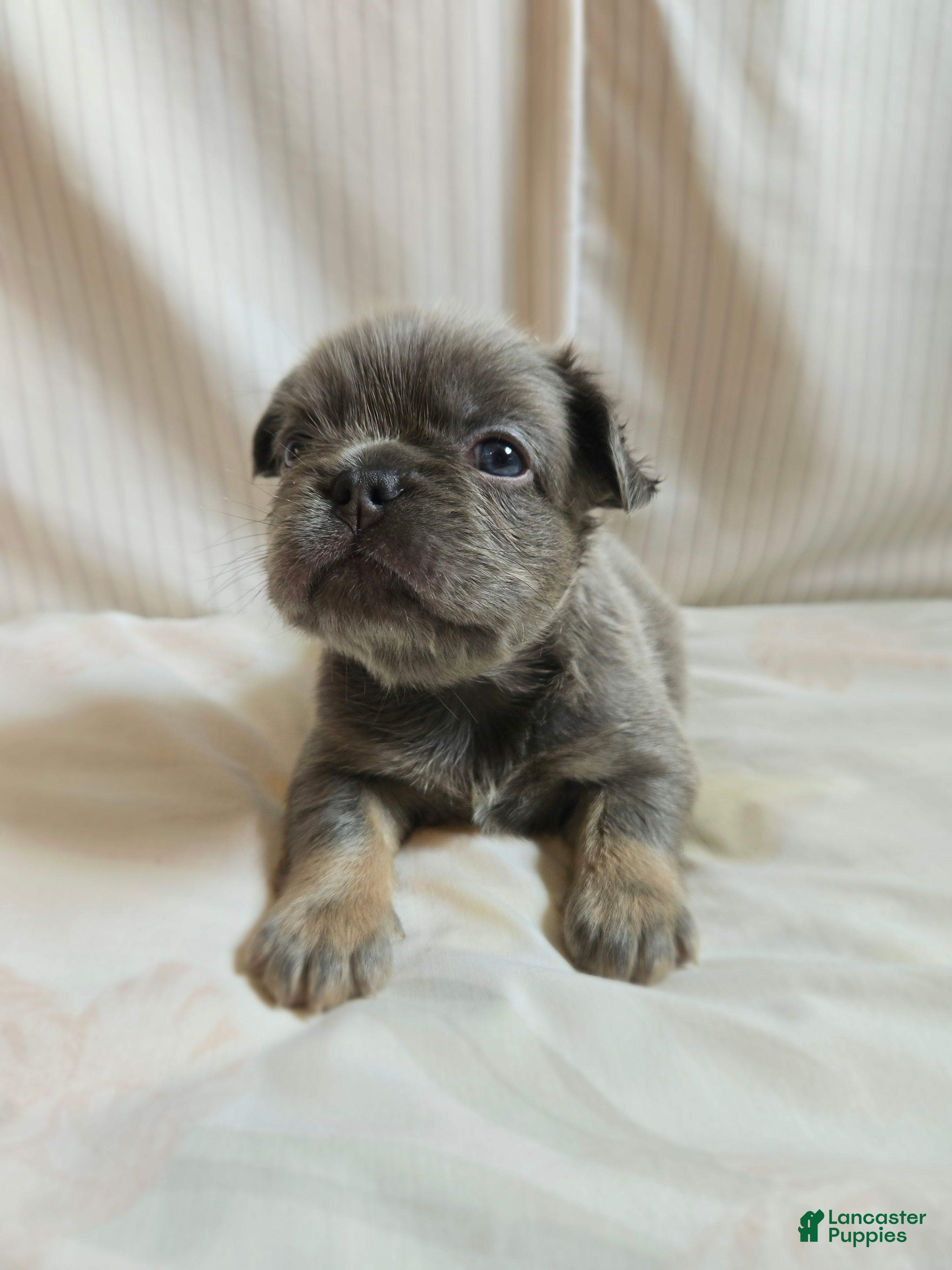 French Bulldog dogs for sale: Athena - Ad 2