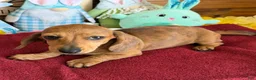 Miniature Dachshund dogs for sale: Ellis - Ad 2