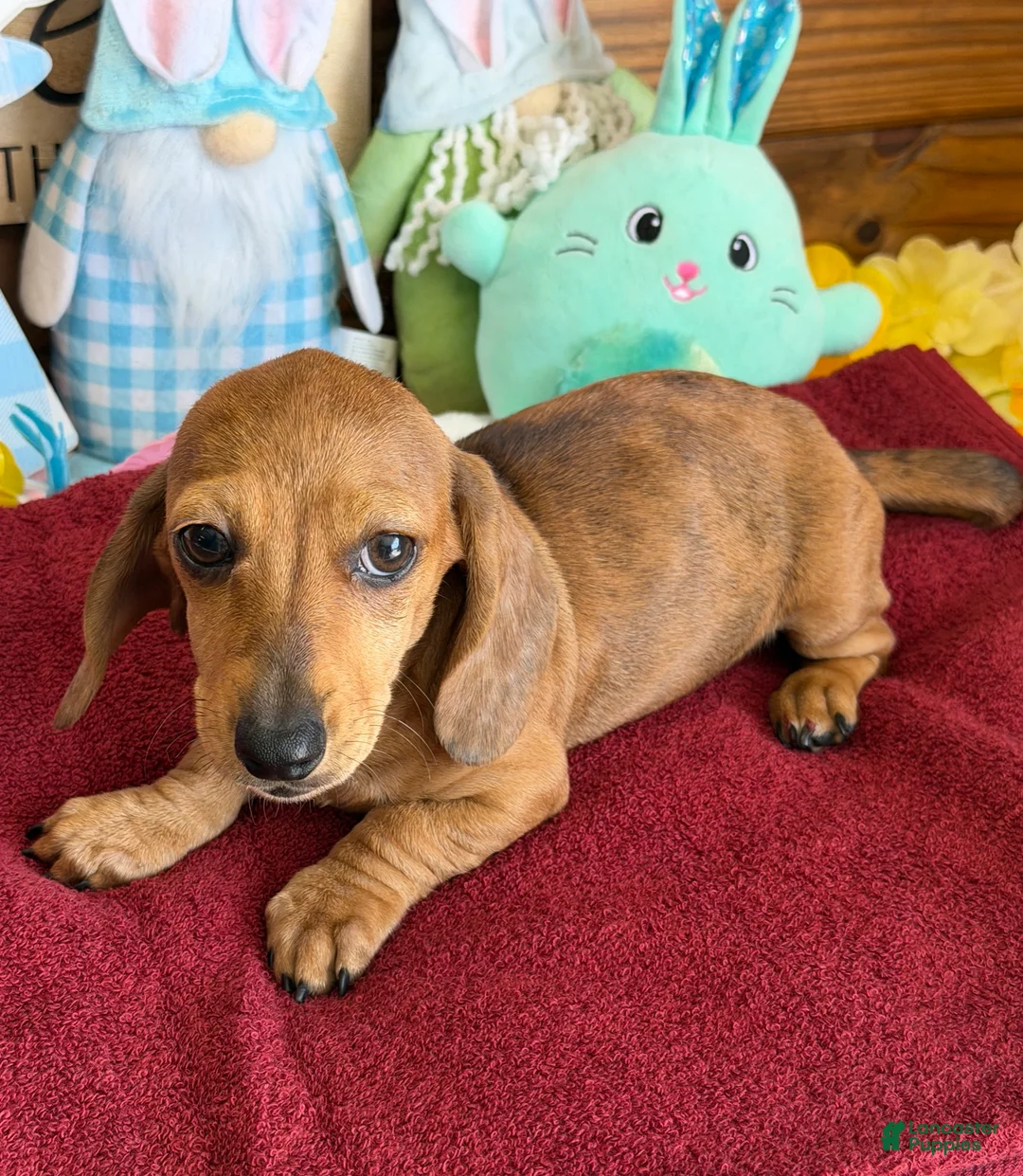 Miniature Dachshund dogs for sale: Ellis - Ad 2