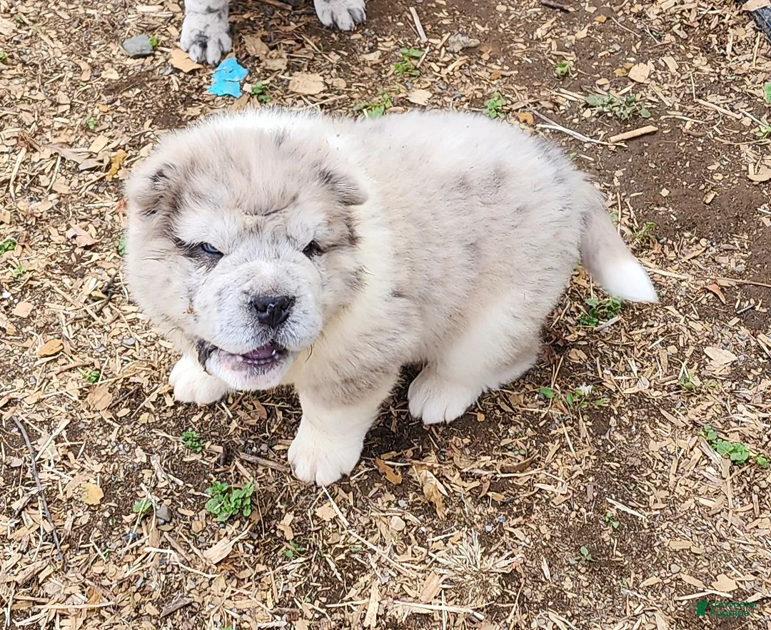 Shar Pei dogs for sale: Simba merle mini bear  - Ad 2