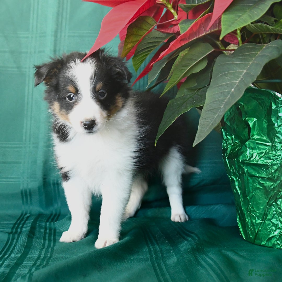 Shetland Sheepdog dogs for sale: Kyle - Ad 3
