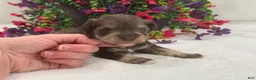 Miniature Schnauzer dogs for sale: Josie Female 1 - Ad 3