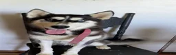 Huskipoo dogs for sale: Raven - Ad 6