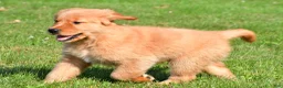 Golden Retriever dogs for sale: Max - Ad 4