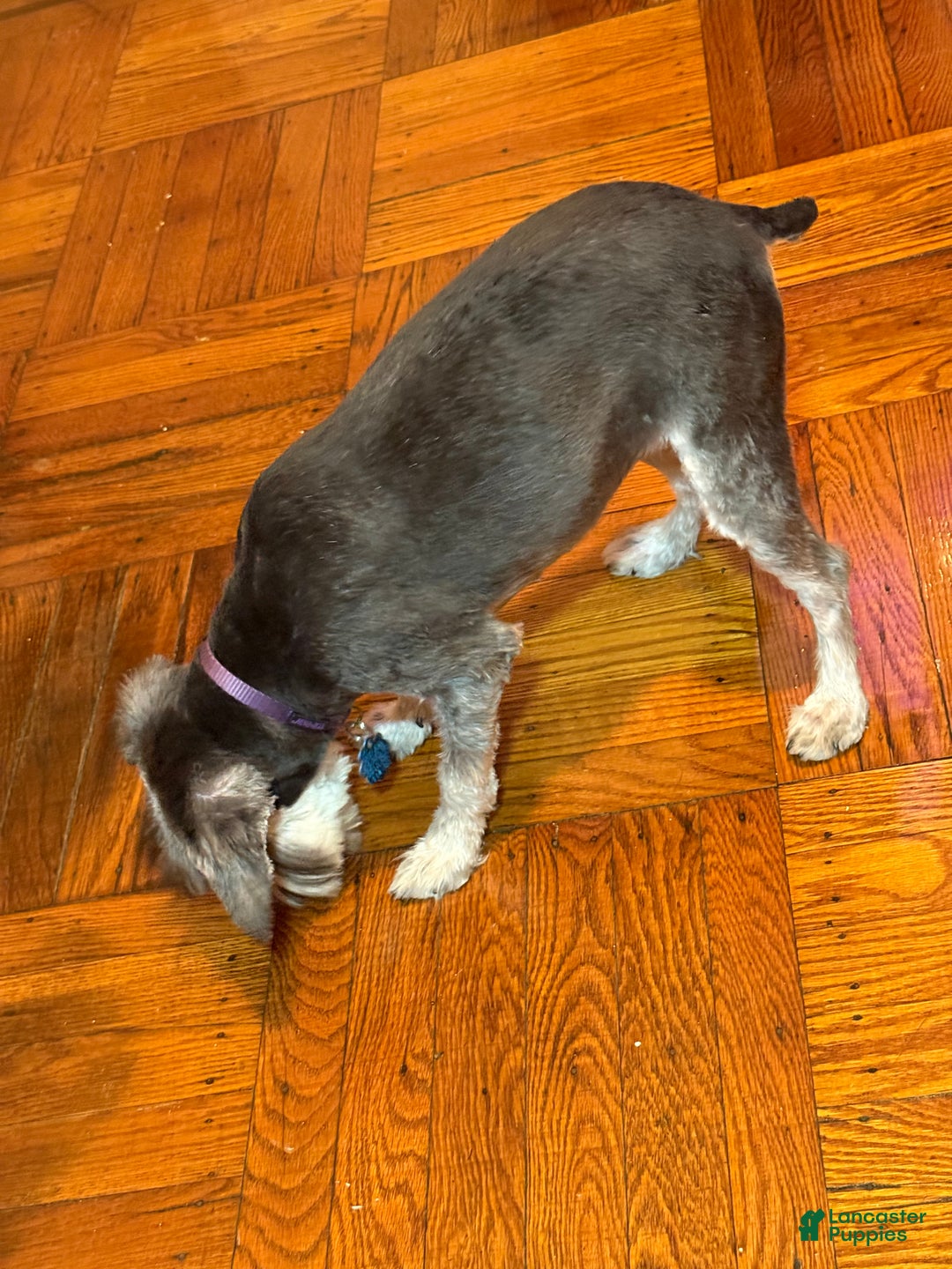 Miniature Schnauzer dogs for sale: BELLA - Ad 11