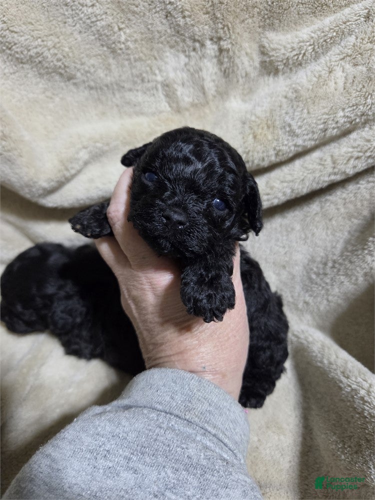 Toy Poodle dogs Toy Black Poodle 1 - Ad 1