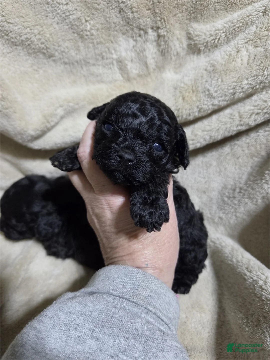 Toy Poodle dogs for sale: Toy Black Poodle 1 - Ad 1
