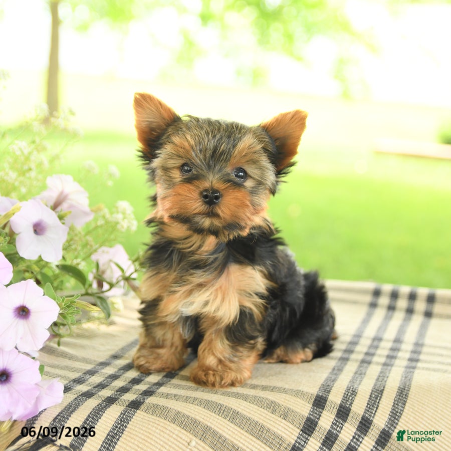 Yorkshire Terrier dogs Violet - Ad 1