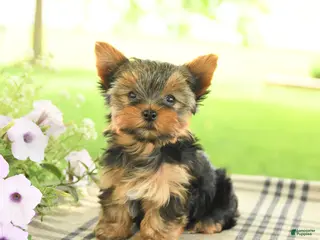 Yorkshire Terrier dogs for sale: Violet - Ad 1